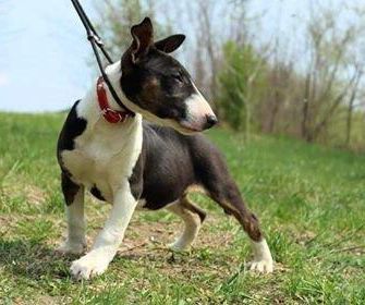 Jassem Mahussain (VANDA) | Bull Terrier 