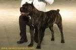 ICARO | Cane Corso 