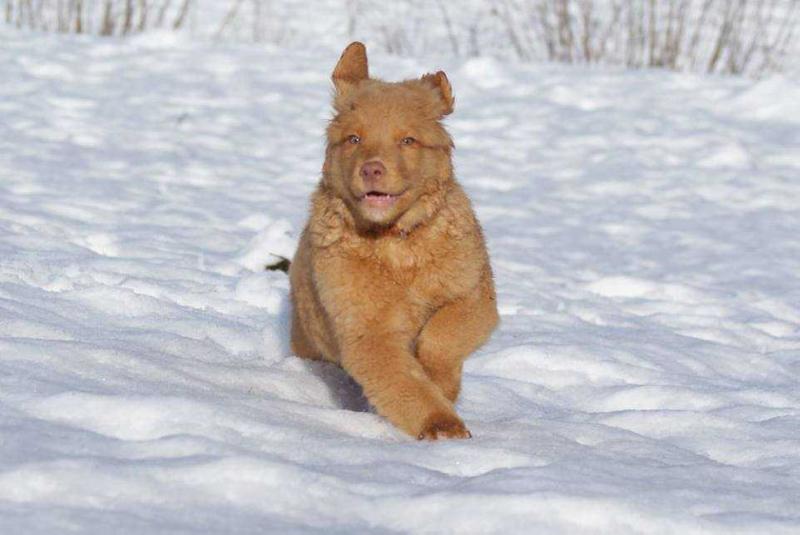 Praetorium Latobicorum's Lev | Nova Scotia Duck Tolling Retriever 