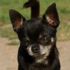 Lover dream bramerita | Chihuahua 