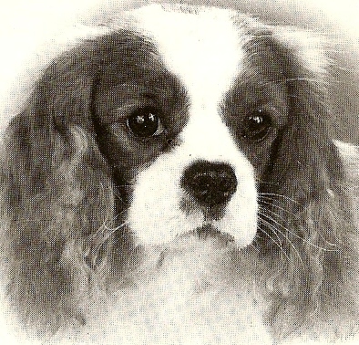 Alisson de Norlys | Cavalier King Charles Spaniel 