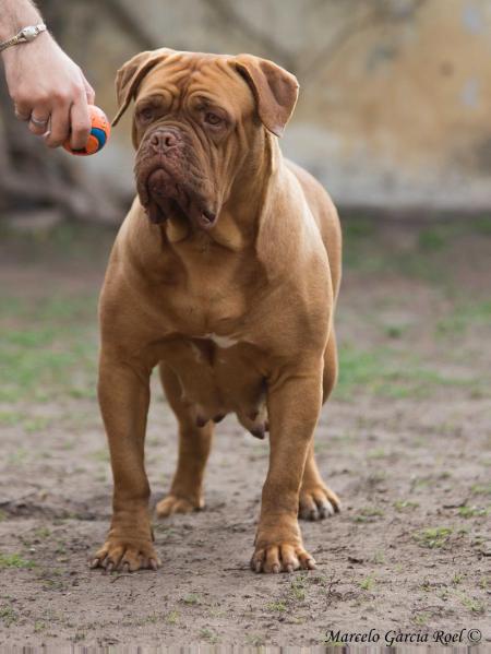 Demi de Ben Burdeos | Dogue de Bordeaux 