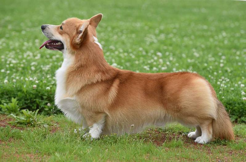 Style Life Lemongrass | Pembroke Welsh Corgi 