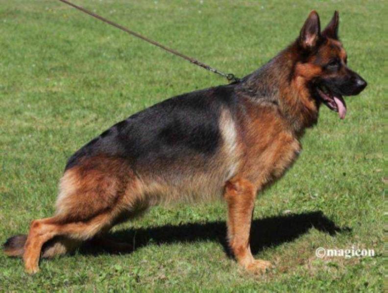 Kranichzug Oscar | German Shepherd Dog 