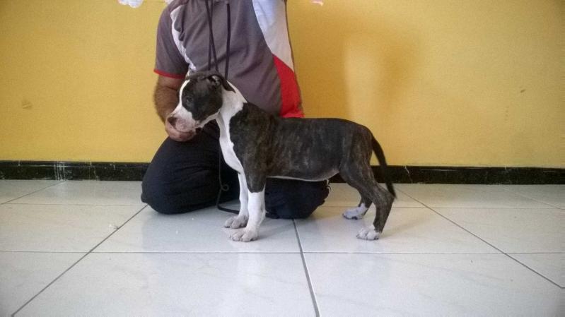 Suzuki do American Lopes | American Staffordshire Terrier 
