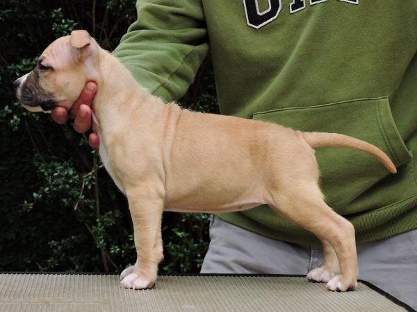 Rainbow Fire Fraja Princess Pawnee | American Staffordshire Terrier 