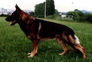 Torro vom Körbelbach | German Shepherd Dog 