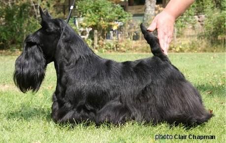 Berrybreeze Ericmar black frost | Scottish Terrier 