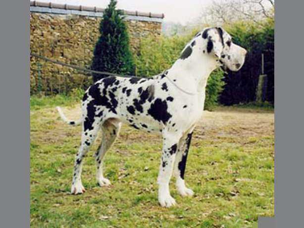 Sancho von der Burg Kerpen | Great Dane 