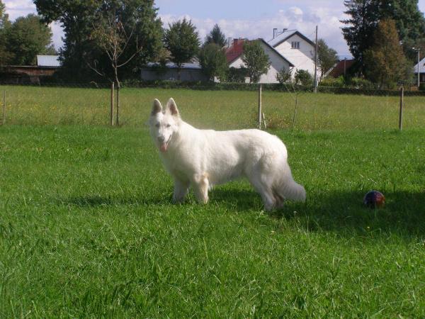 Zackia Taien | White Swiss Shepherd Dog 