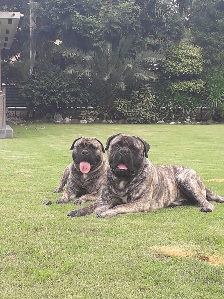 ARDHUB VANNA | Bullmastiff 