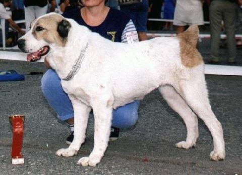 Yaladzha iz Vostochnoi Skazki | Central Asian Shepherd Dog 