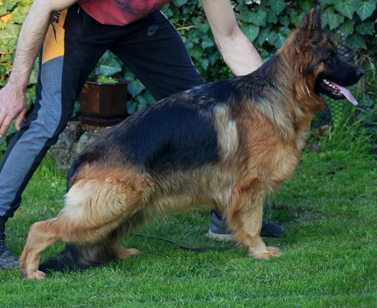 Alfi Walepharm Land | German Shepherd Dog 