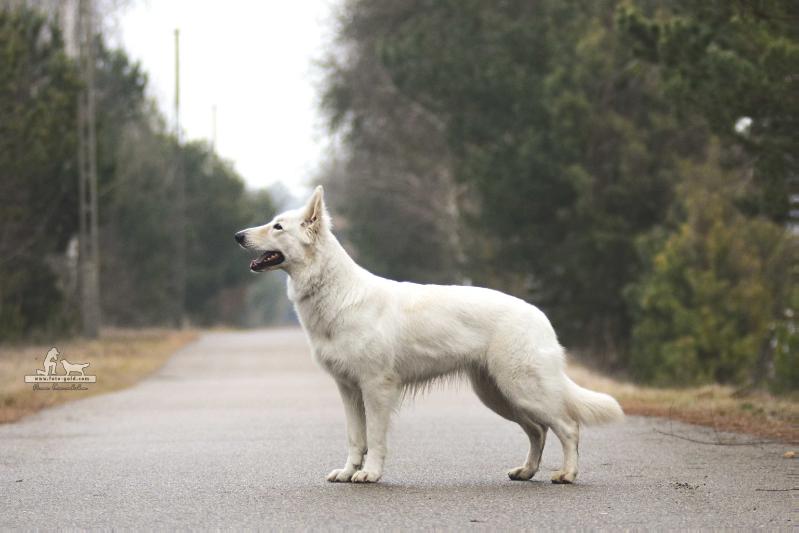 WIJA A Pure Heart | White Swiss Shepherd Dog 