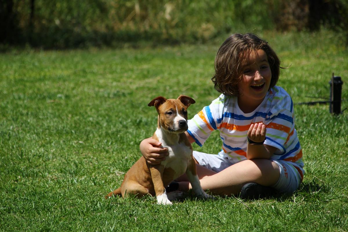 CALYPSO MUTUAL LOVE | American Staffordshire Terrier 