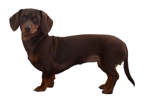 Eris's Hazel Jane | Dachshund 
