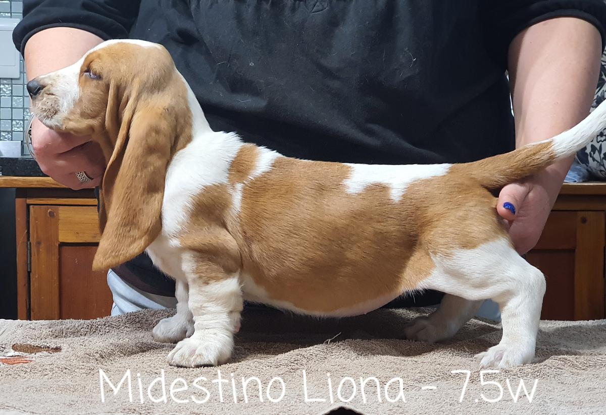 Midestino Liona | Basset Hound 