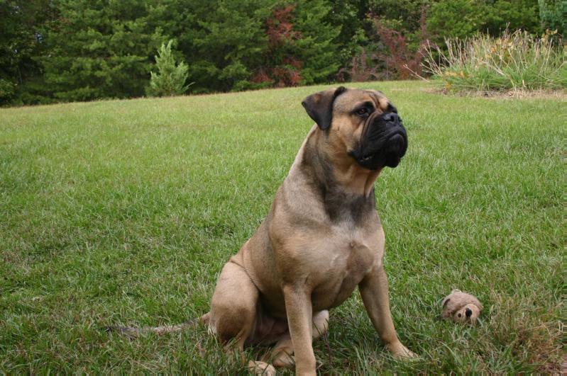 Gallant Oaks Marvel Maiden | Bullmastiff 