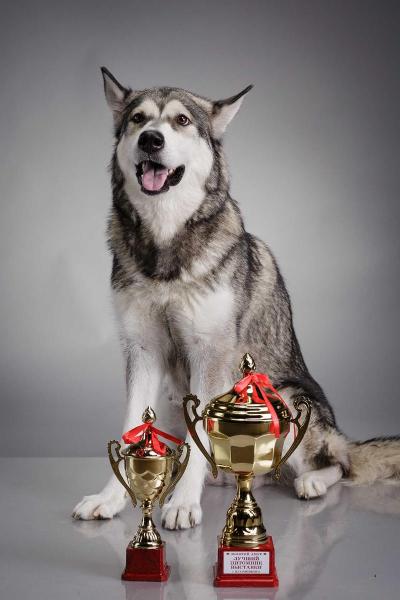 Leyu Rachel | Alaskan Malamute 