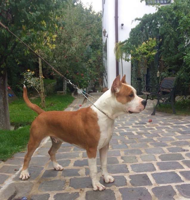 Brownie of Fianna Team | American Staffordshire Terrier 