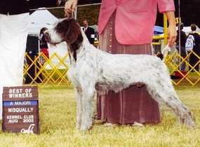 Sure Shot's Rock On | German Wirehaired Pointer 