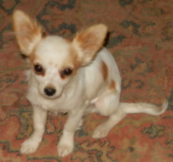 Sir Oliver Quinton Blackbriar | Chihuahua 