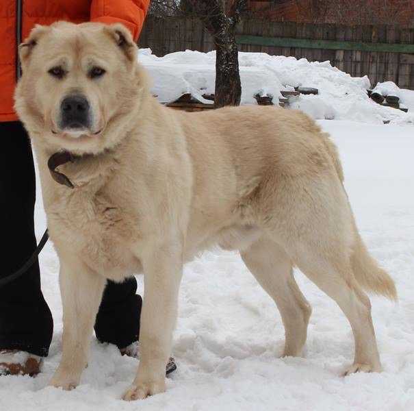 Nabat chalo | Caucasian Mountain Dog 