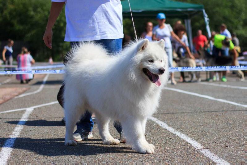 Dzhaddi Danerhau Iz Tumanov Avalona | Samoyed 