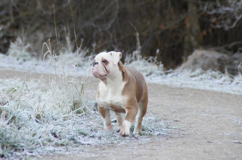 Romeni's Elin | Olde English Bulldogge 