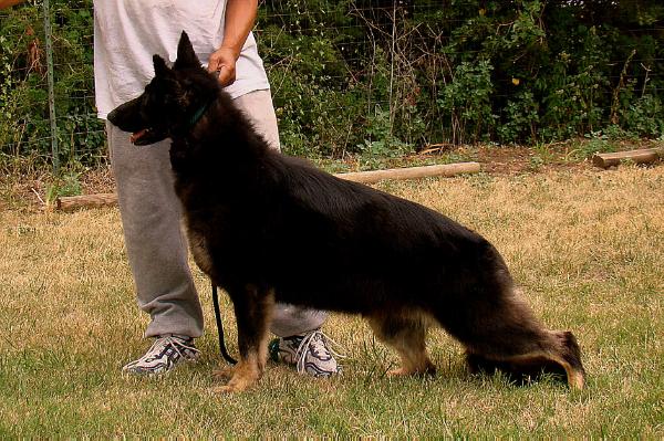 Donsta's You WOW Me Over | German Shepherd Dog 