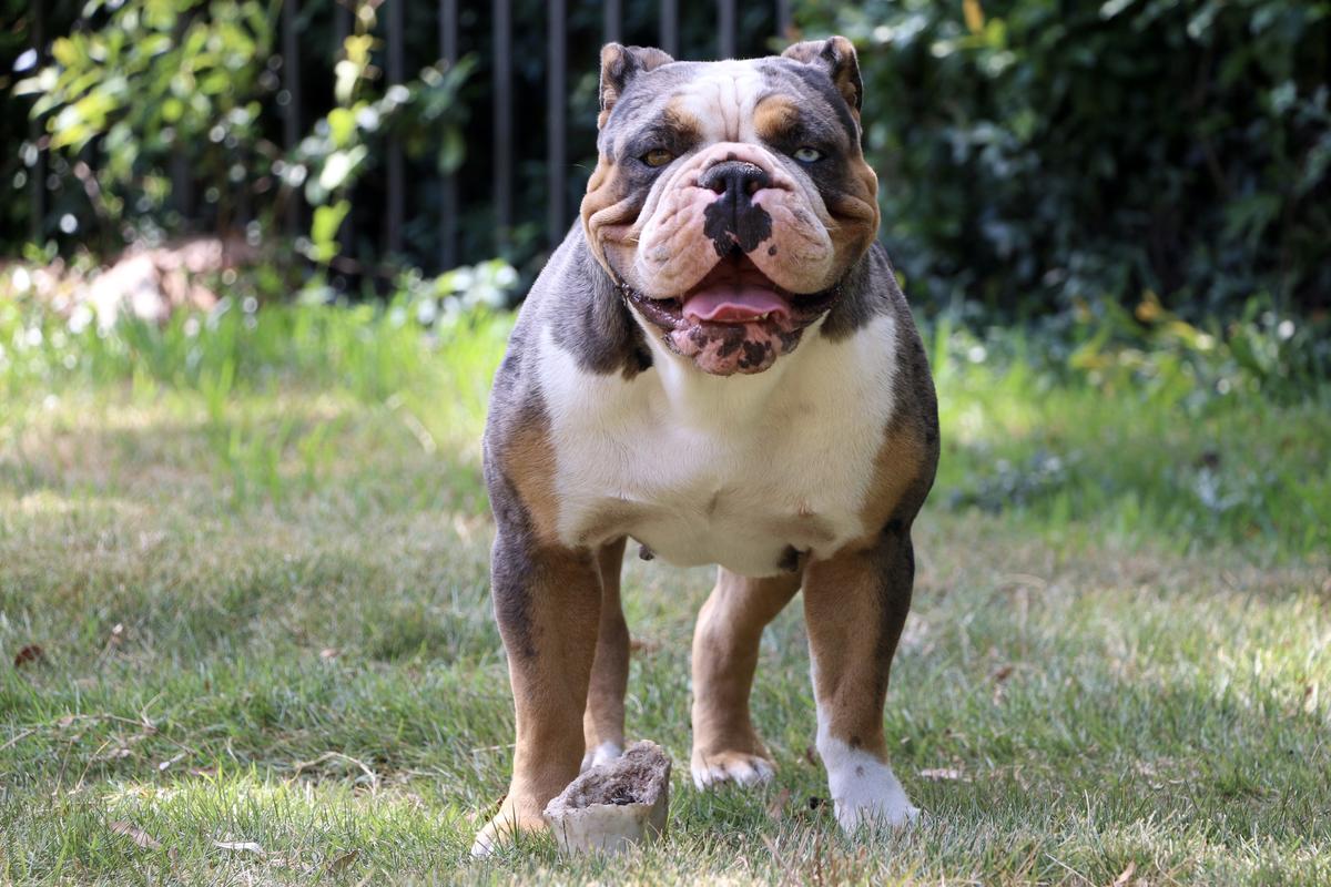 Bullmaster's Ava of GCB | Olde English Bulldogge 