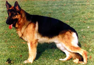 Flick von Arlett | German Shepherd Dog 