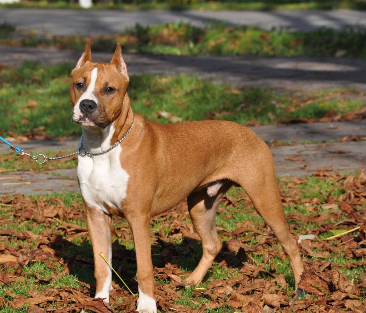 Franstal's Franky Goes To Hollywood | American Staffordshire Terrier 