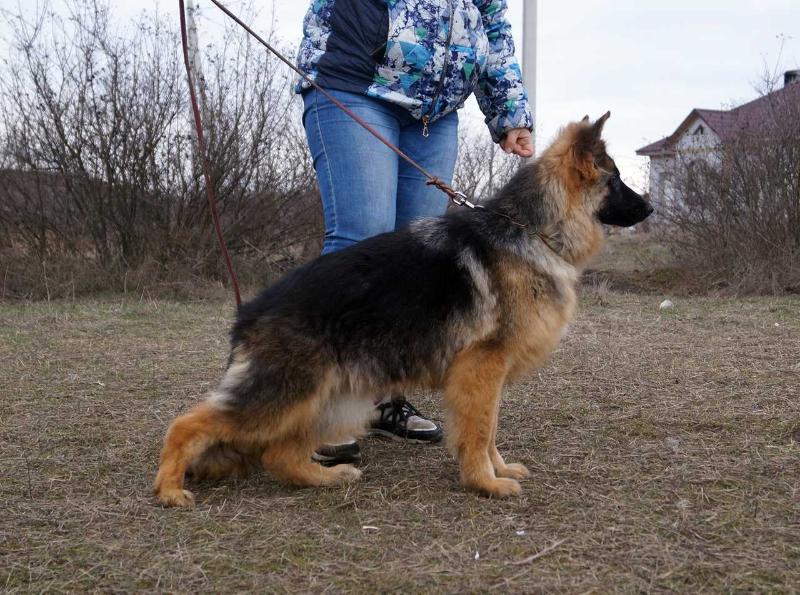 Yasna Blumengarten Stamm | German Shepherd Dog 