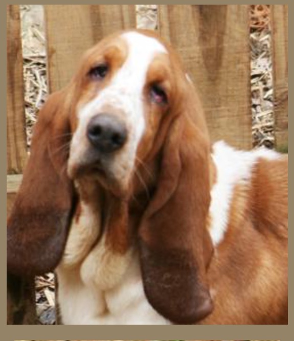 Smokey Mtn N Tokel's Topaz Danika | Basset Hound 