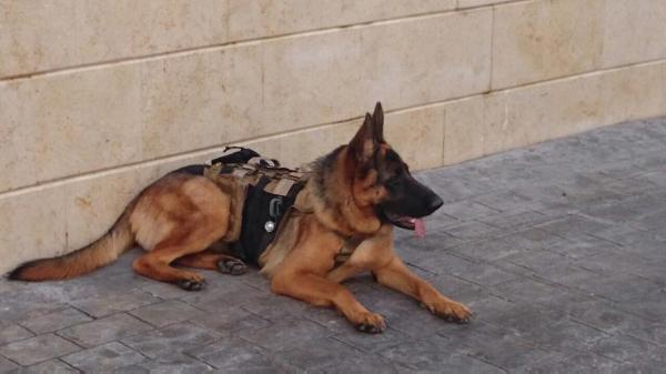 alexa von edline | German Shepherd Dog 