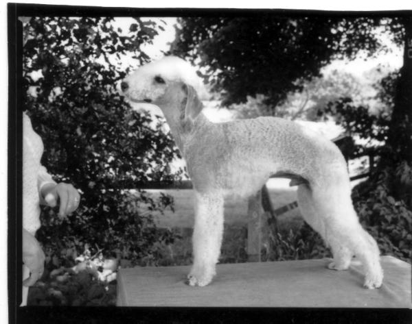 Stanolly Swell Guy | Bedlington Terrier 