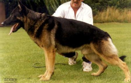 Xando von Karthago | German Shepherd Dog 