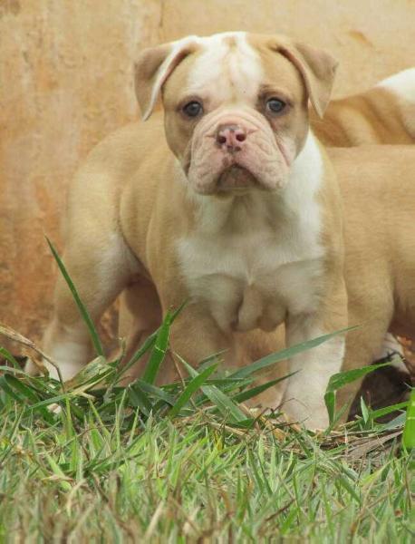 Konda Bulls Chloe | American Bulldog 