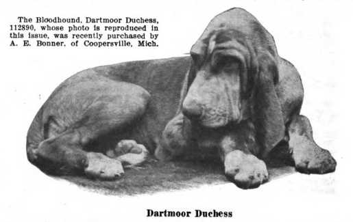 Dartmoor Duchess (112890) | Bloodhound 