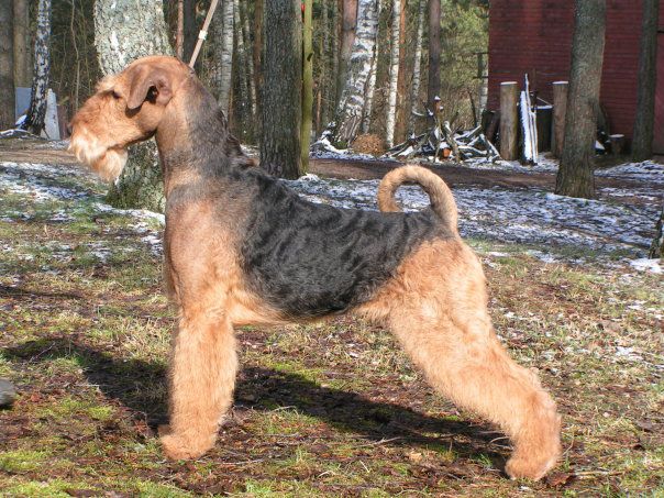 RUS KORNELS SERIEZNY SOPERNIK | Airedale Terrier 