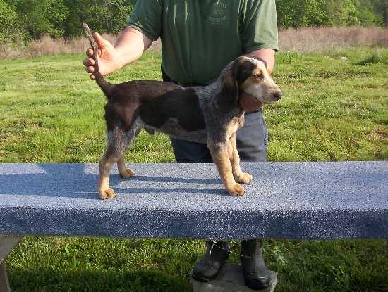 Scrogham's Blue Willis | Beagle 