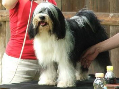 DAMASA AUM NAMBA | Tibetan Terrier 