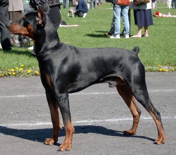 TOKYO de la Capelliere | German Pinscher 