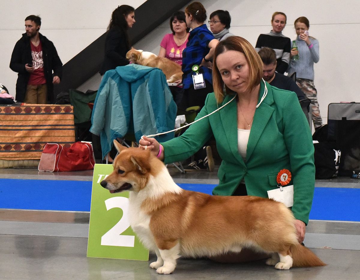 Style Life Teddy Boy | Pembroke Welsh Corgi 