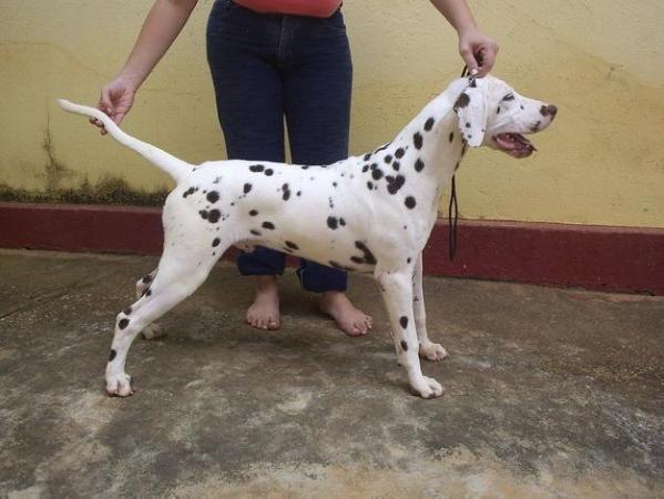 Zeca Shu of Rocha | Dalmatian 