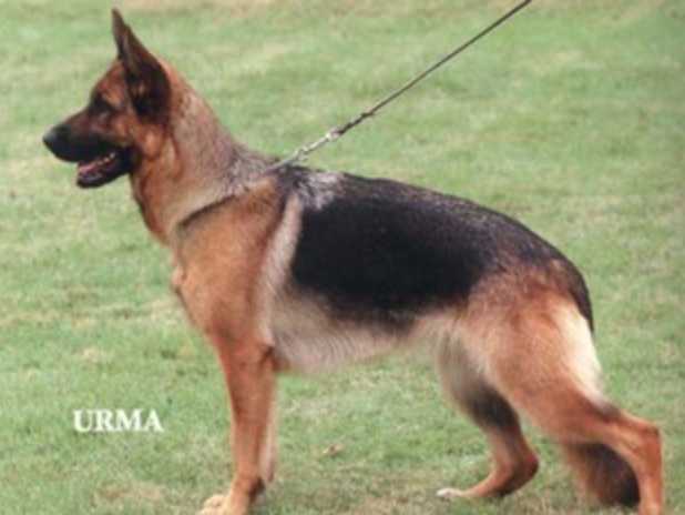 Anja von der Distelwiese | German Shepherd Dog 