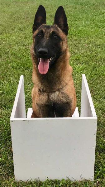 Mohawks Tomahawk | Belgian Malinois 