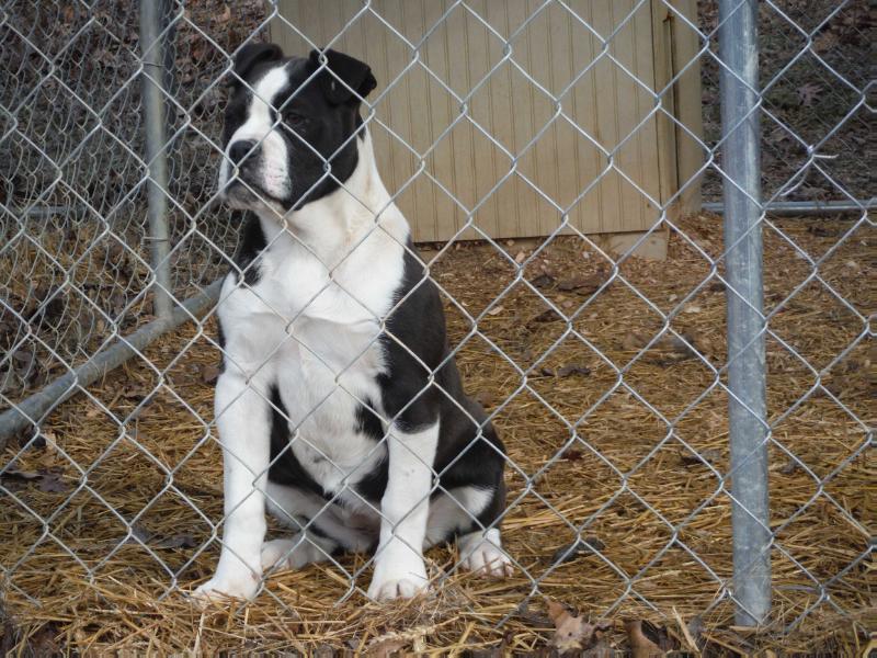 Strange's Pistol Annie of Odyssey | American Bulldog 