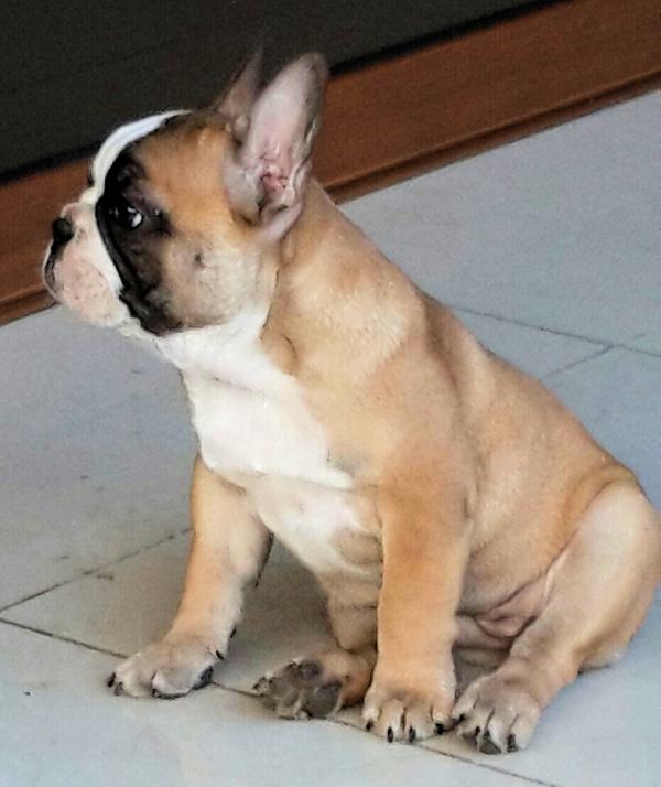 Estella | French Bulldog 